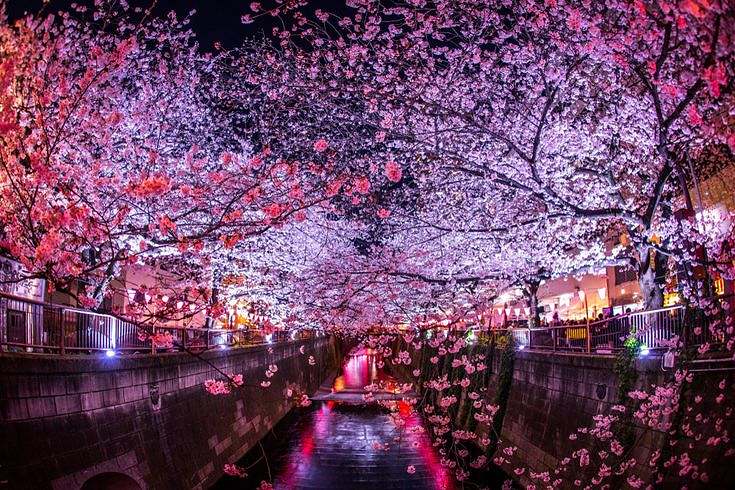 Cherry Blossom Tradition of Hanami in Japan