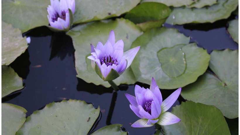 blue lotos flower symbolizm
