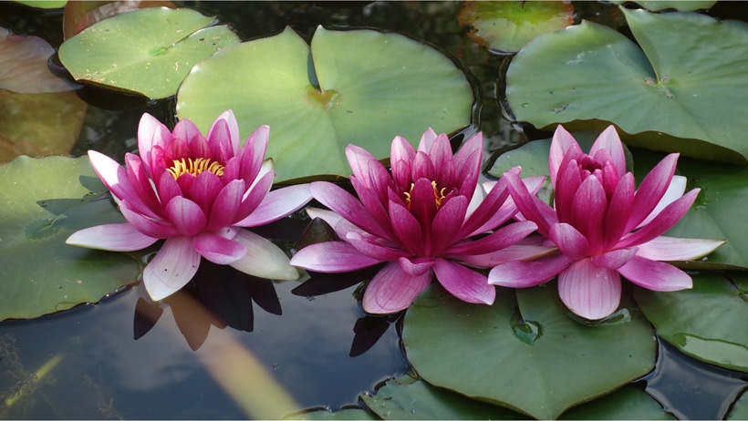 Lotus flower symbolism