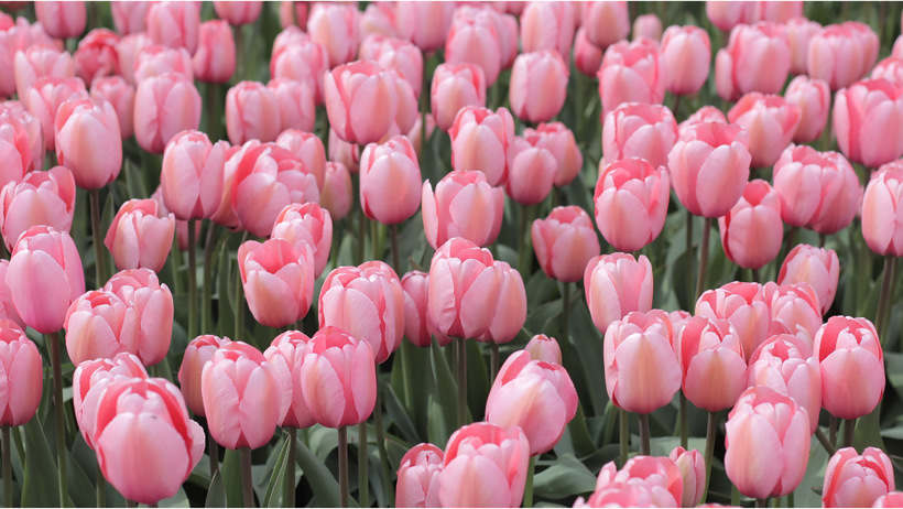 tulips flower symbolizm
